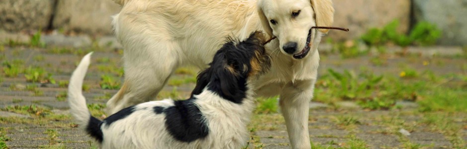 Hundefreundliche Ferienwohnung auf Fehmarn